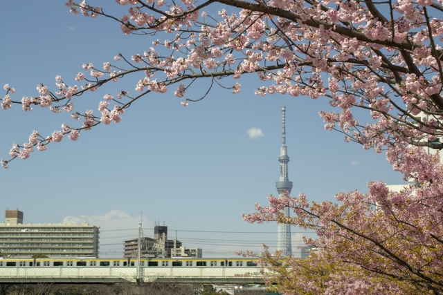 SkyTree and Kawazu Cherry Blossoms