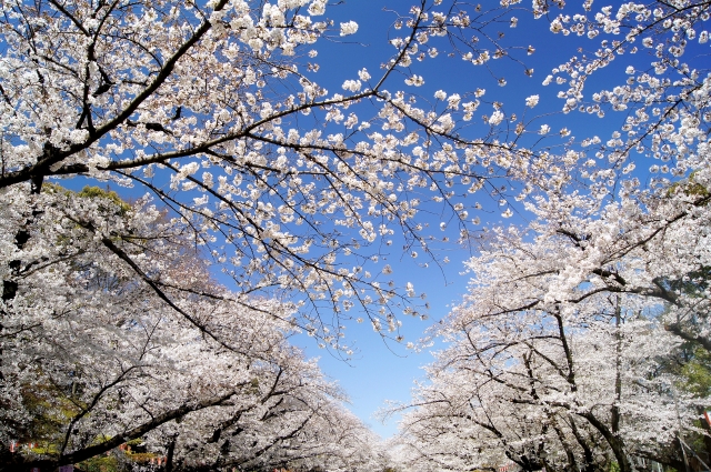 Ueno Park Sakura